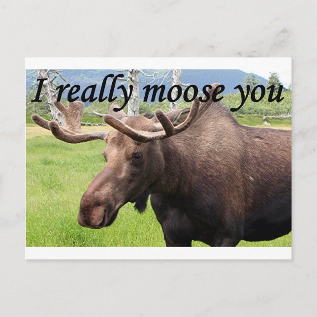 I really moose you: Alaskan moose Postcard (Front)