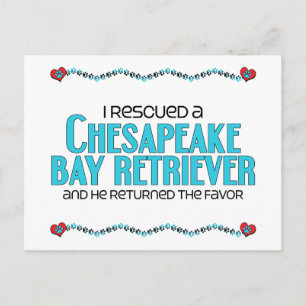 I Rescued a Chesapeake Bay Retriever (Male Dog) Postcard
