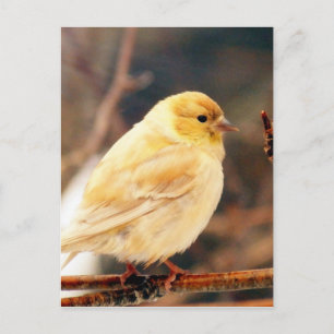I See Spring Postcard