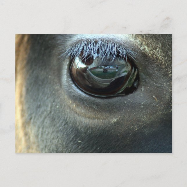 I see you, Jersey Cow eye Postcard (Front)