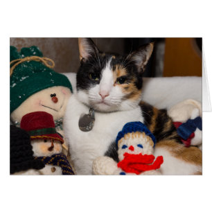 I Spy A Calico