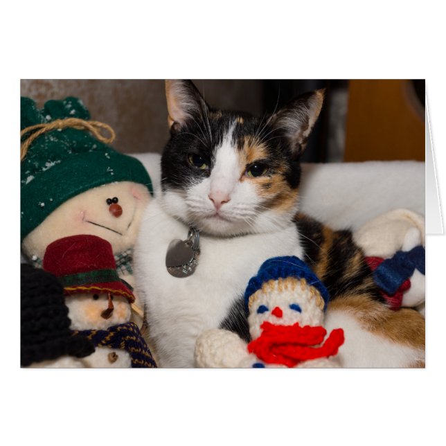 I Spy A Calico (Front Horizontal)