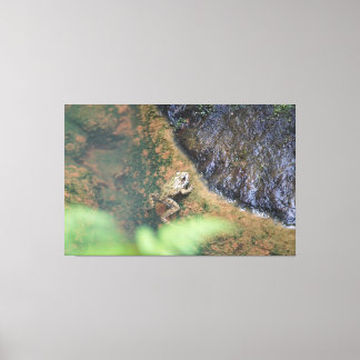 Iberian Frog In The Azores Canvas Print