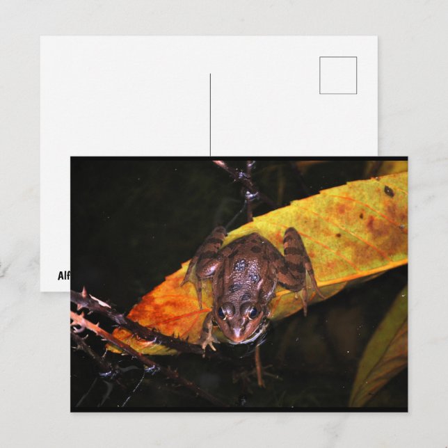 Iberian Water Frog on Leaf Postcard (Front/Back)