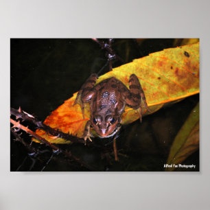 Iberian Water Frog on Leaf Poster