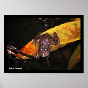 Iberian Water Frog on Leaf Poster
