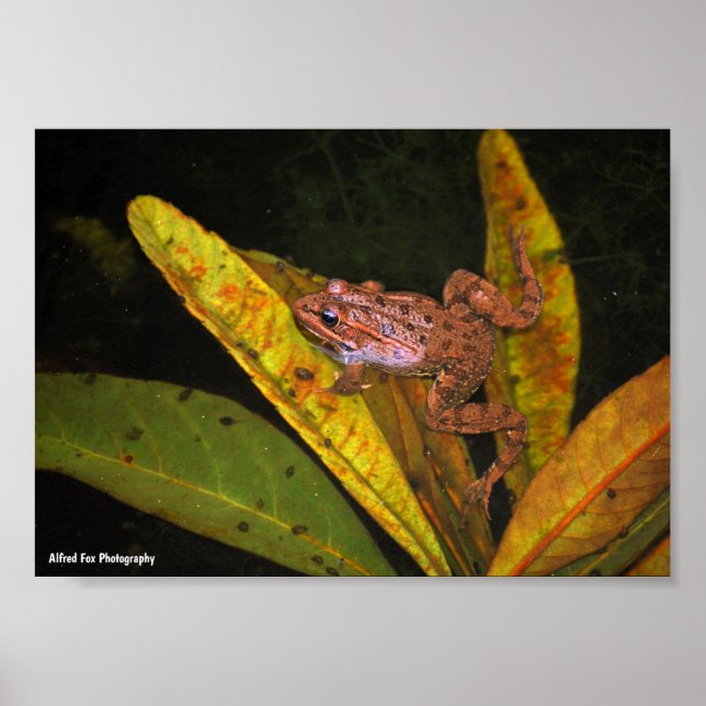 Iberian Water Frog Portrait Poster (Front)