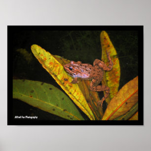 Iberian Water Frog Portrait Poster