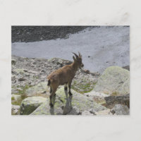 Ibex Chamonix French Alps
