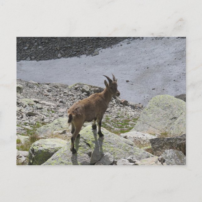 Ibex Chamonix French Alps Postcard (Front)