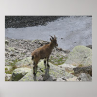 Ibex Chamonix French Alps