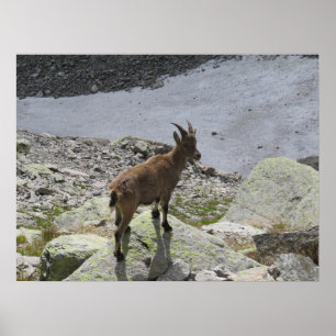 Ibex Chamonix French Alps Poster