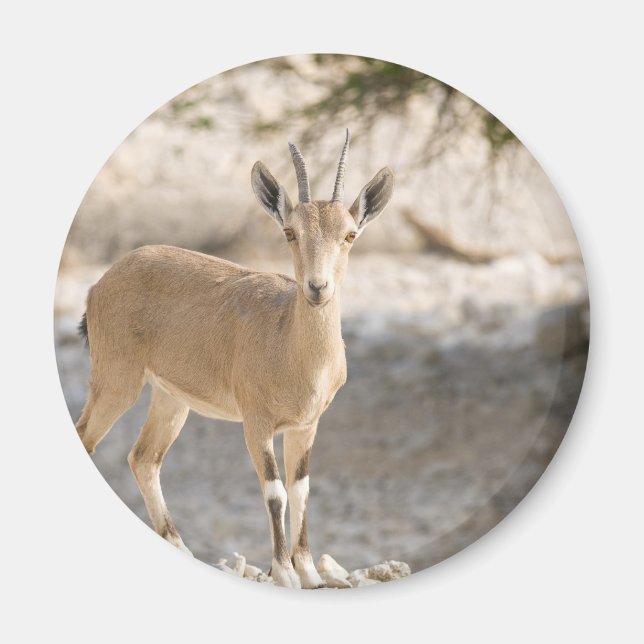 Ibex - Yael Magnet (Front)