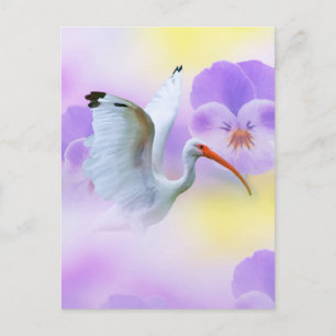 Ibis and Pansy Postcard
