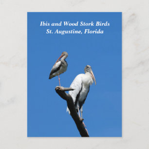 Ibis and Wood Stork birds in the wild Holiday Postcard