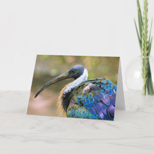 Ibis bird card