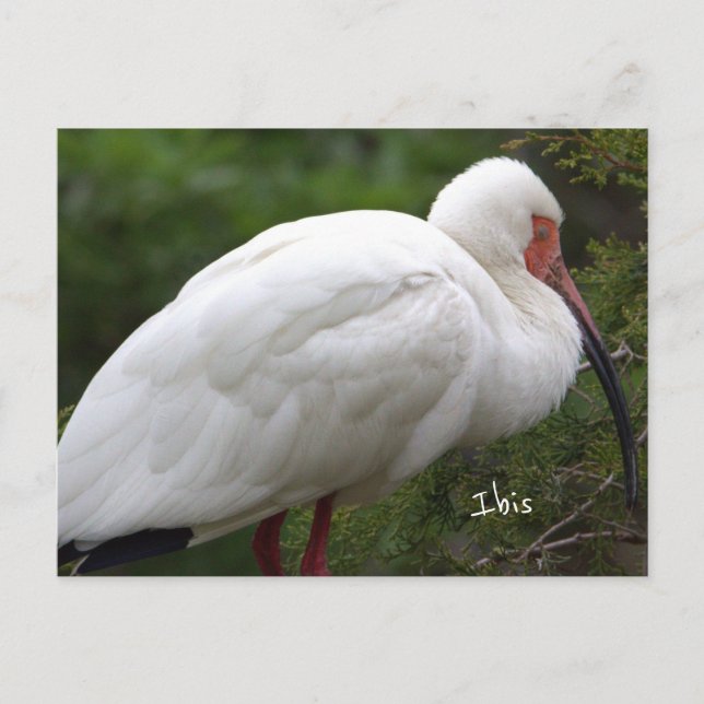 Ibis Bird Photo Postcard (Front)