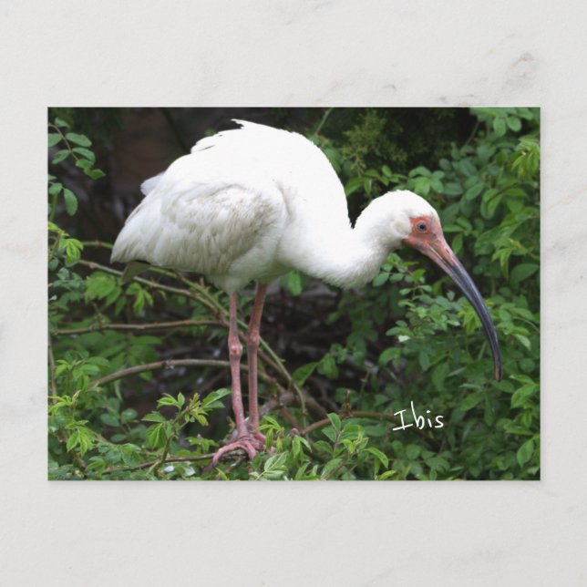 Ibis Bird Photo Postcard (Front)
