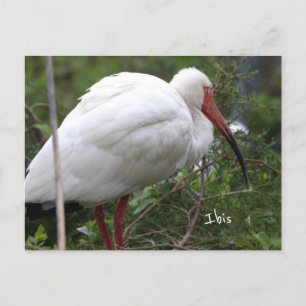 Ibis Bird Photo Postcard