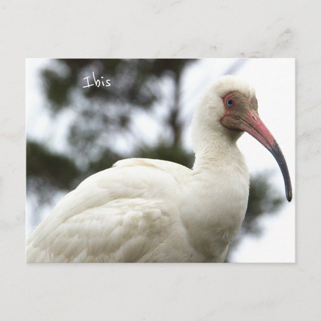Ibis Bird Photo Postcard (Front)