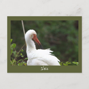 Ibis Bird Photo Postcard