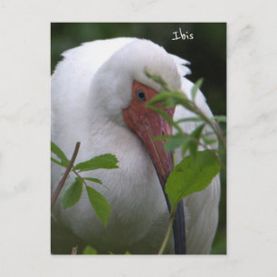 Ibis Bird Photo Postcard