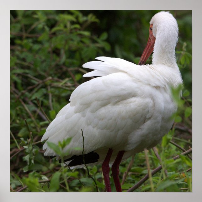Ibis Bird Poster (Front)