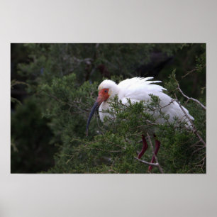 Ibis Bird Poster