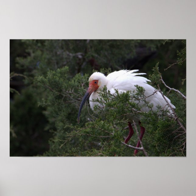 Ibis Bird Poster (Front)