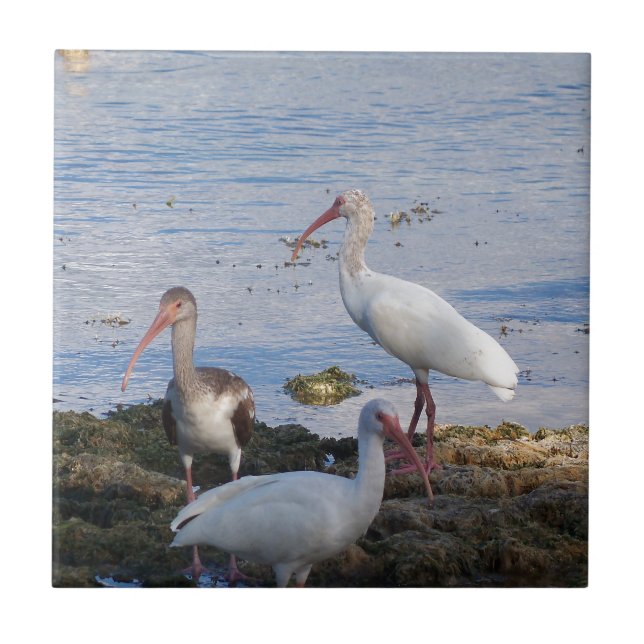 Ibis birds on the shore of Florida Bay Tile (Front)