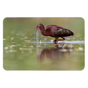 Ibis in the ponds magnet