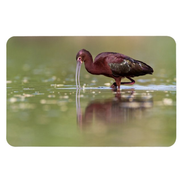 Ibis in the ponds magnet (Horizontal)