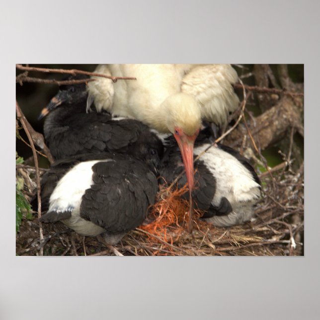 Ibis Nest Poster (Front)