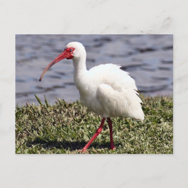 Ibis Photo Postcard (Front)