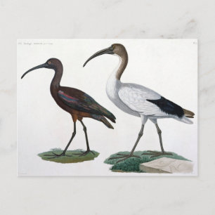 Ibises, from 'Description de l'Eypte', 1817 Postcard