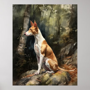 Ibizan Hound Dog Art Print Poster