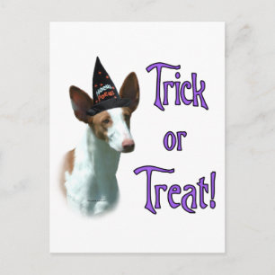 Ibizan Hound Trick Postcard