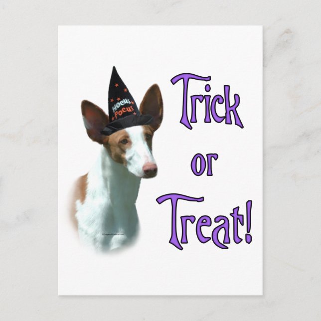 Ibizan Hound Trick Postcard (Front)