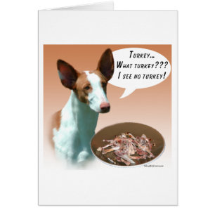 Ibizan Hound Turkey