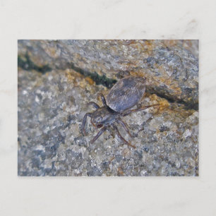 IBSP Jetty Spider Postcard