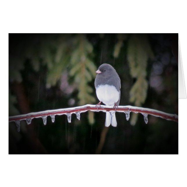 Ice Balance - Junco Bird (Front Horizontal)