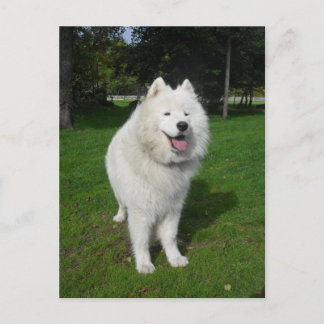 Ice bears... postcard