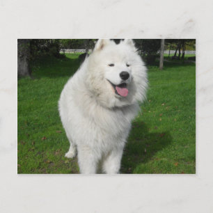 Ice bears... postcard