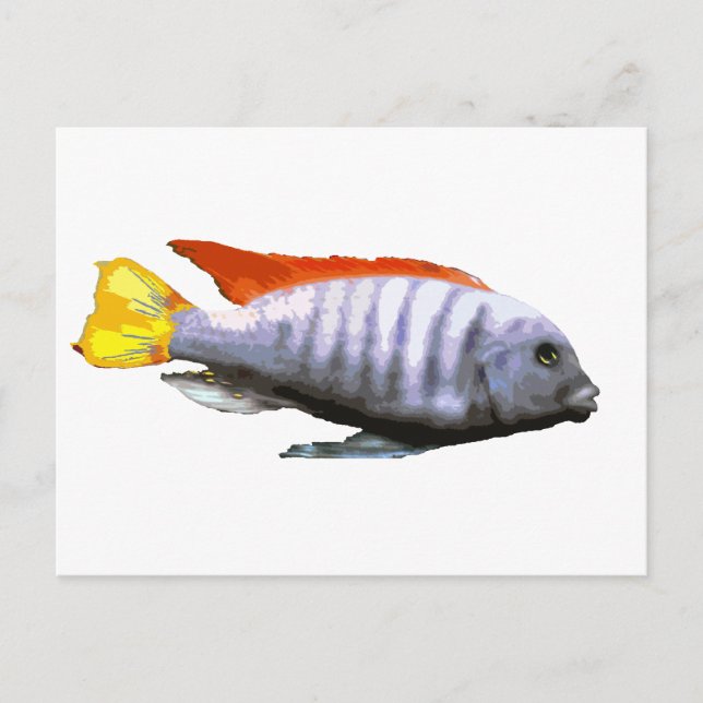 Ice Blue Zebra Cichlid Postcard (Front)