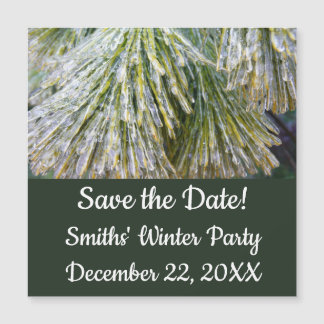 Ice Coated Pine Needles Winter Botanical