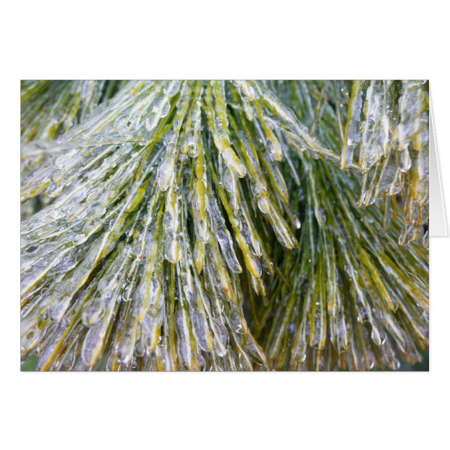 Ice Coated Pine Needles Winter Botanical (Front Horizontal)
