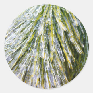 Ice Coated Pine Needles Winter Botanical Classic Round Sticker