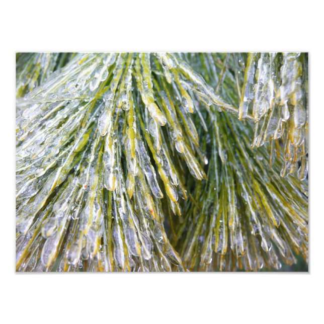 Ice Coated Pine Needles Winter Botanical Photo Print (Front)