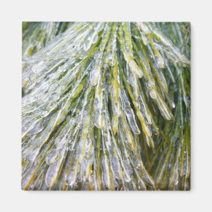 Ice Coated Pine Needles Winter Nature Photography Magnet