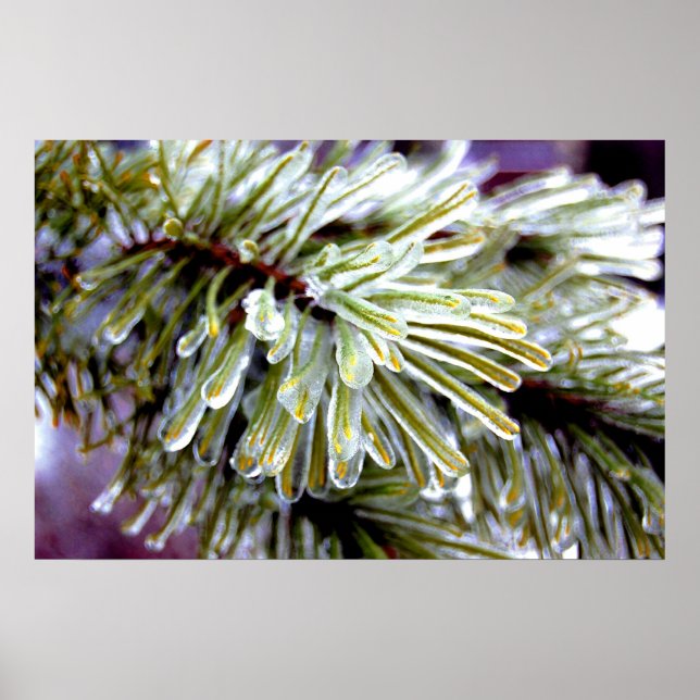 Ice Coated Pine Poster (Front)